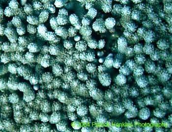 PopcornCoral2