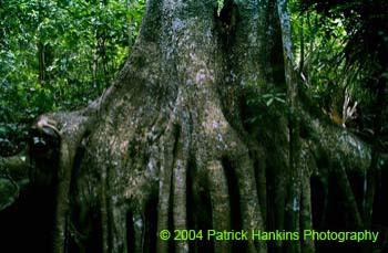 Rooted