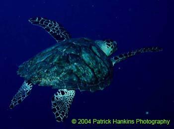 SeaTurtle1