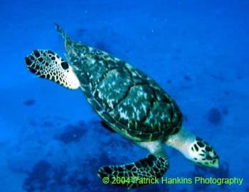 SeaTurtle2