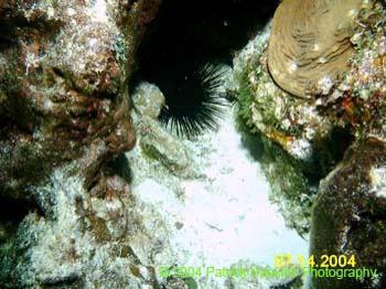 SeaUrchin