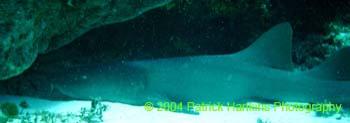 Shark2