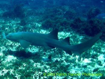 Shark3